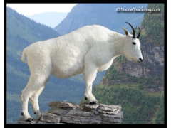 mountian_goat